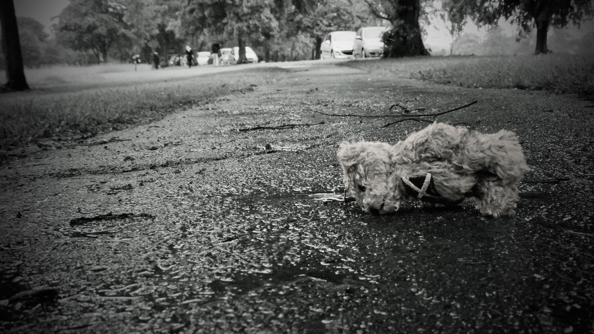 Мазутный дождь и отравленные бездомные животные: что происходит в Туапсе после атаки БПЛА?