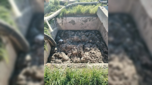 Петербургских жильцов наказали за влажные салфетки и тряпки в канализации