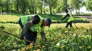 Петербург освободит 70 гектаров от зеленого «агрессора»