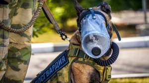 Петербуржцы создали противогаз для четвероногих спасателей