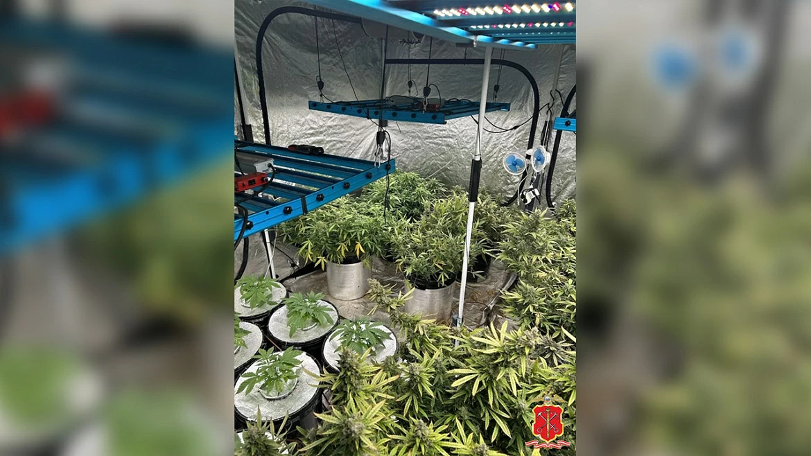 Наркофермера из Петербурга задержали с 22 кустами «запрещенки»