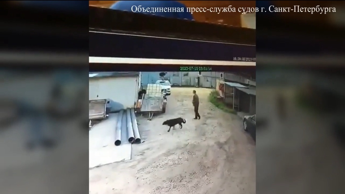 Спасаясь от собаки, петербуржец прыгнул на машину — теперь платит 112 тысяч рублей