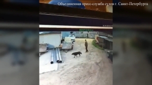 Спасаясь от собаки, петербуржец прыгнул на машину — теперь платит 112 тысяч рублей