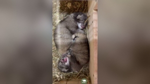 Противоречивые отношения манулов Шу и Пепе из Лензоопарка привели к неожиданному пополнению