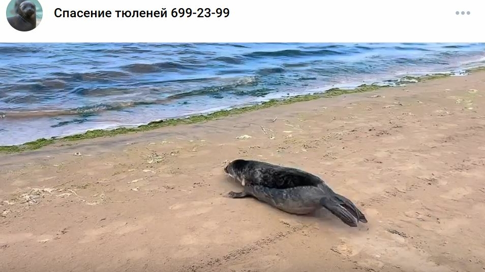 В Ленобласти спасенный ластоногий вернулся в дикую природу