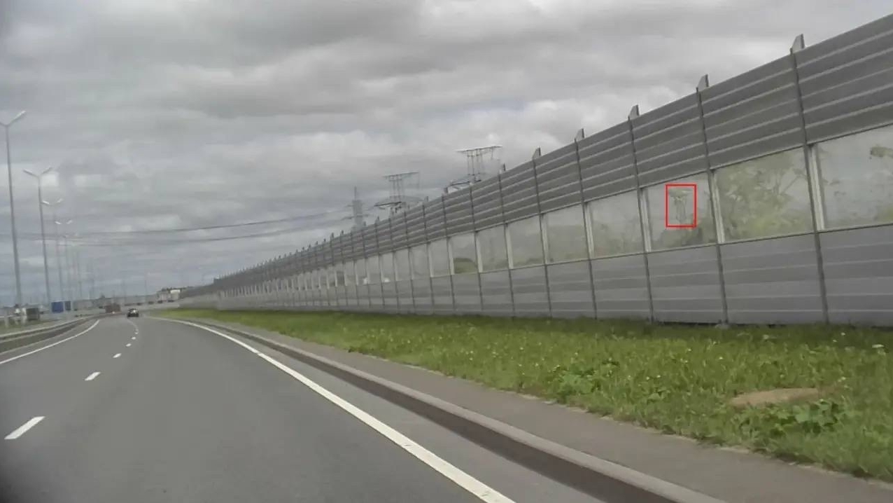 В Пушкинском районе после 50 проверок на наличие борщевика собрали 630 тысяч рублей штрафов