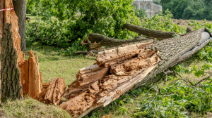 Уборка последствий урагана в ГМЗ «Царское Село» затянется на две недели