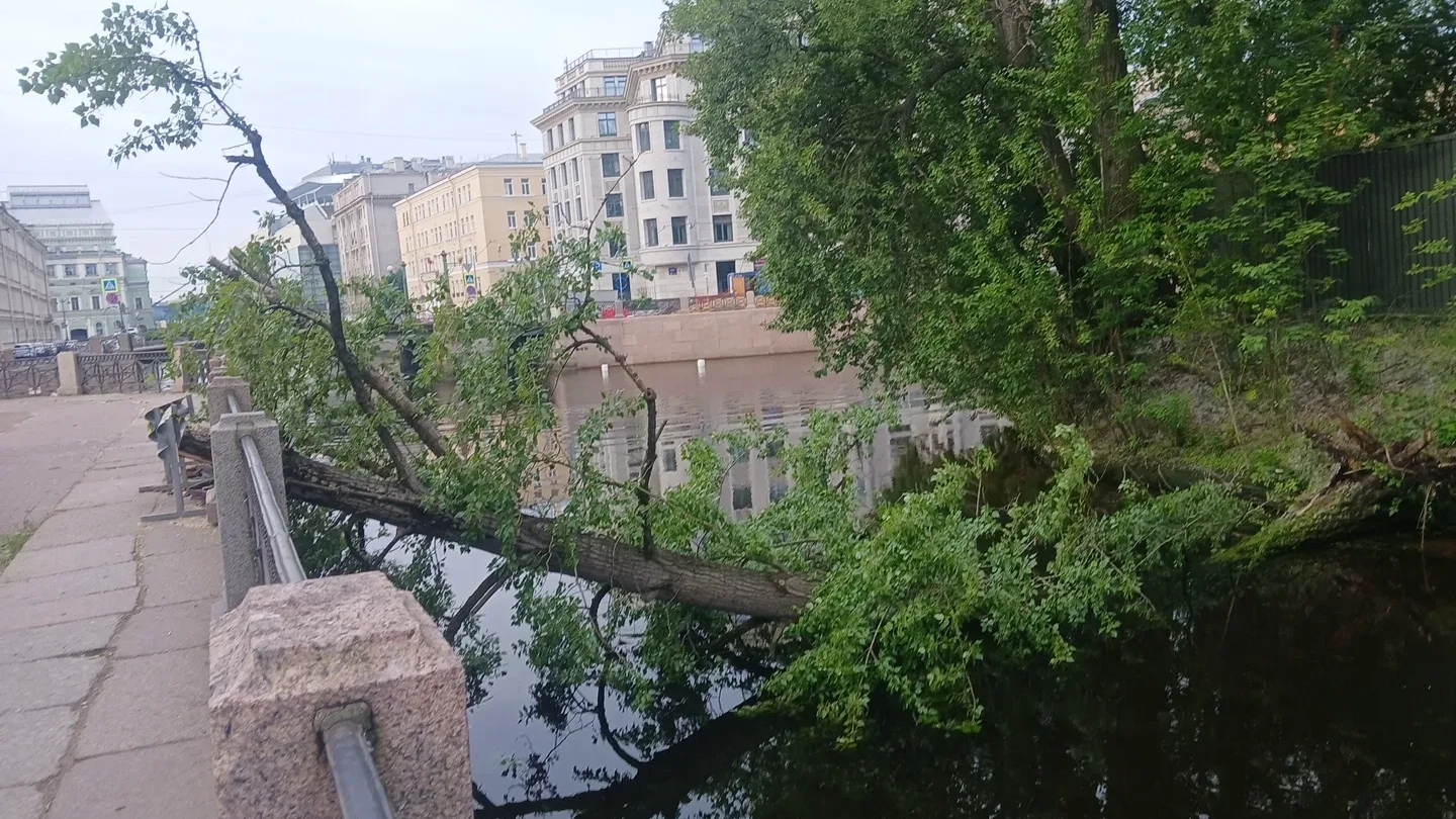 На Крюковом канале дерево «помяло» историческую чугунную ограду