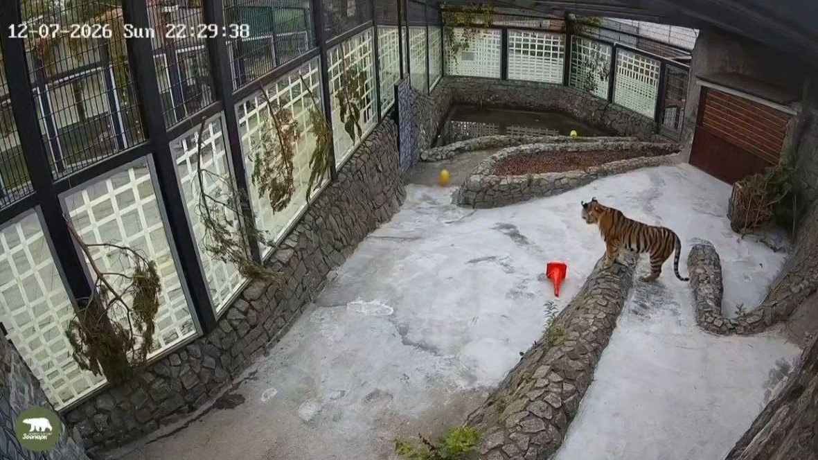 Амурская хищница делает первые шаги навстречу миру в Ленинградском зоопарке