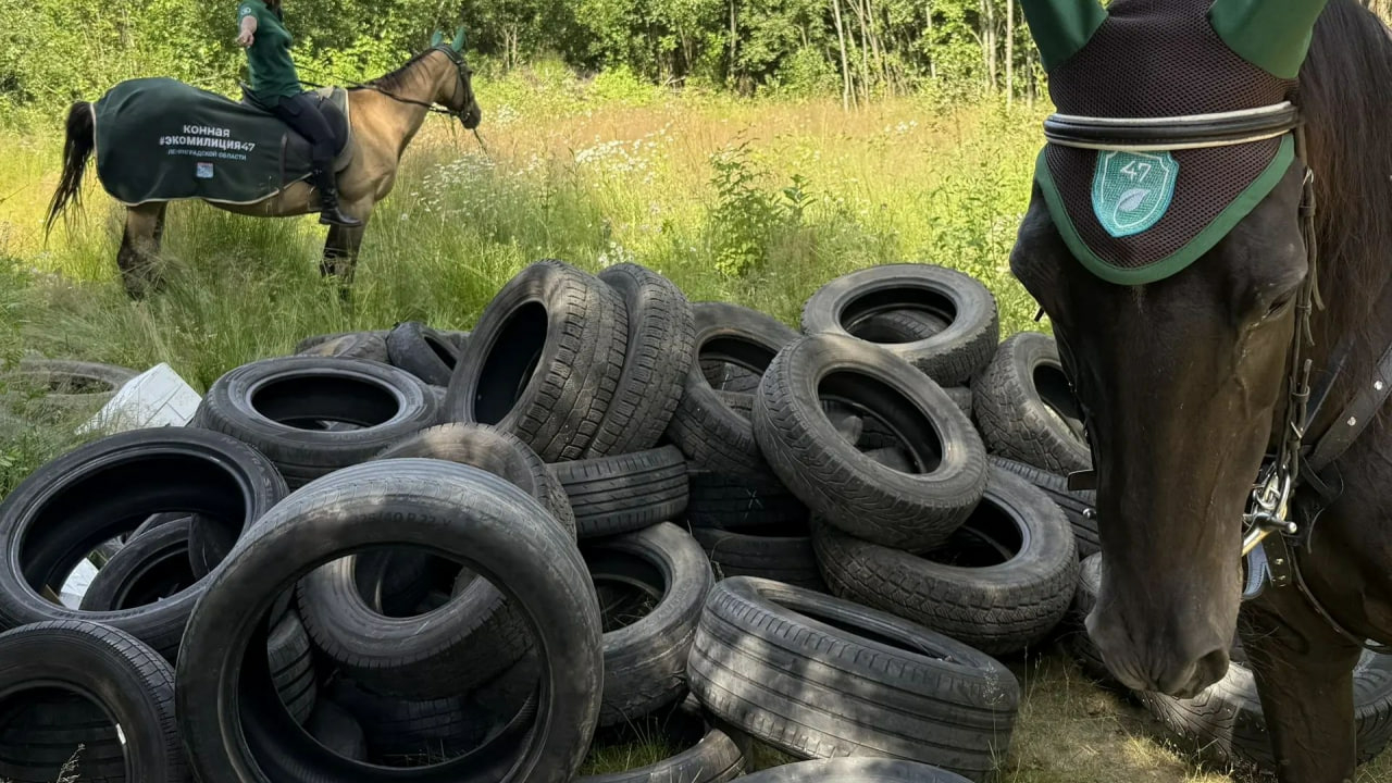 Конный экологический патруль появился в Ленинградской области