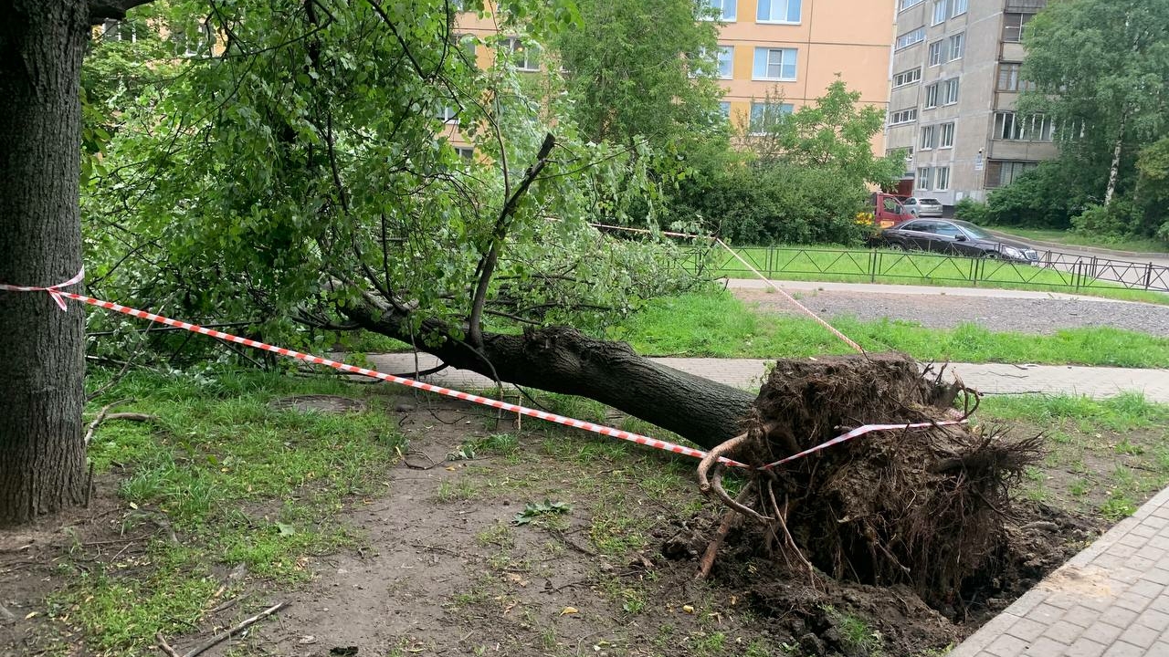 Деревья уже придавили машины: жителей Ленобласти предупредили о шторме, ливнях и грозах 21 июля