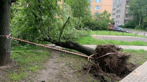 Деревья уже придавили машины: жителей Ленобласти предупредили о шторме, ливнях и грозах 21 июля