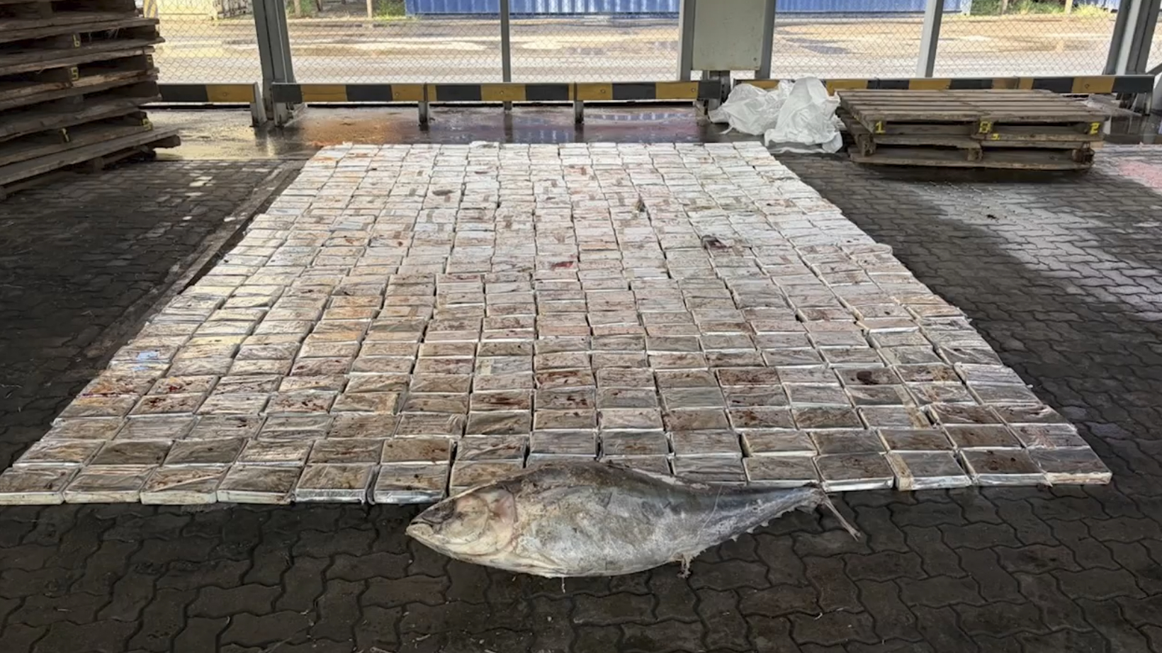 В привезенном из Эквадора в Петербург контейнере с тунцом нашли 500 кг наркотиков