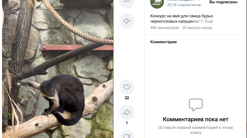 Петербуржцы выберут испанское имя для малыша бурых капуцин из Ленинградского зоопарка