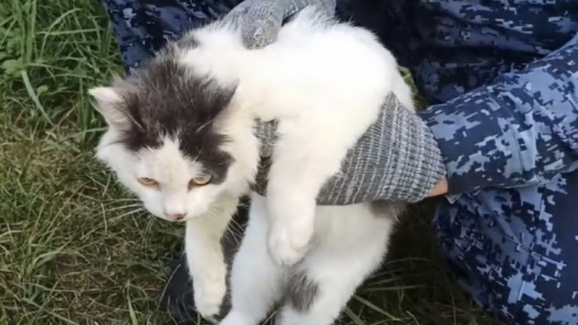 Кота поймали за попытку пронести наркотики в ИК Нижегородской области: фото