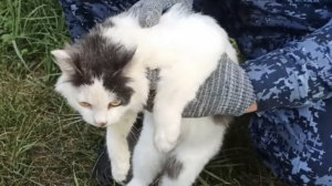 Кота поймали за попытку пронести наркотики в ИК Нижегородской области: фото