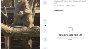 Петербуржцам показали, как мама-макака Мия вычесывает дочку Саюри