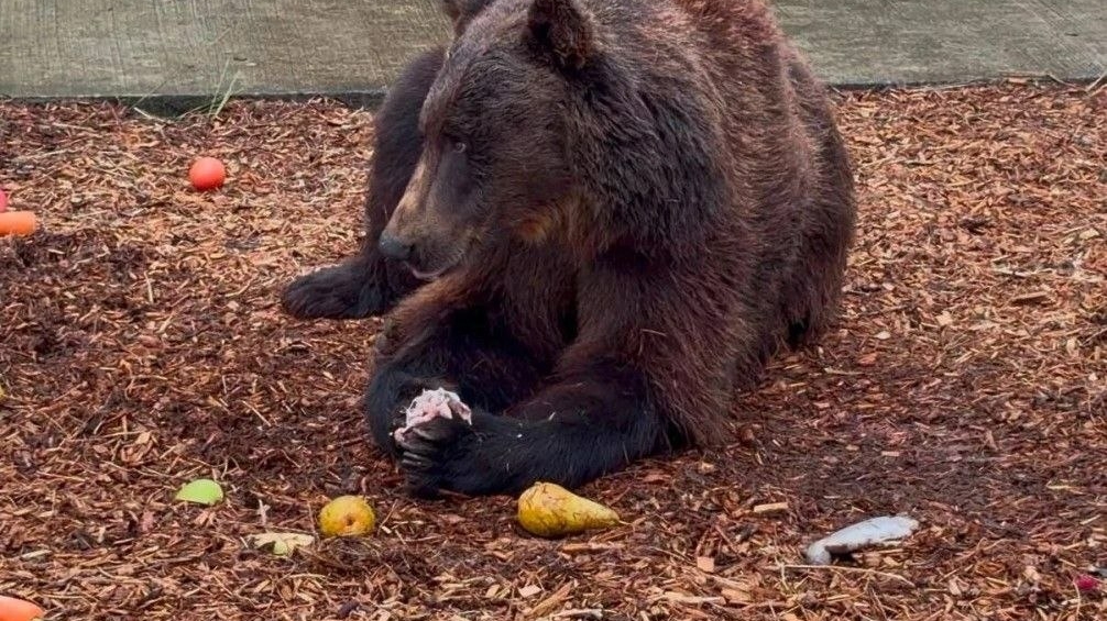 Бурых косолапых из Ленинградской области отправили в заповедник Ирландии