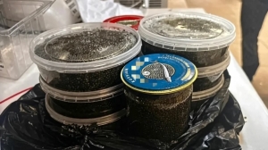 Петербуржец предстанет перед судом после неудачной попытки продать черную икру краснокнижной рыбы