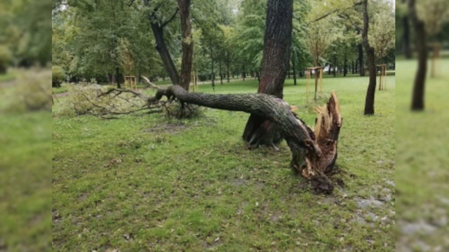 На прошлой неделе непогода повалила в Петербурге 43 дерева