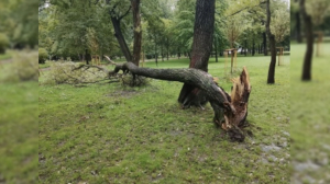 На прошлой неделе непогода повалила в Петербурге 43 дерева