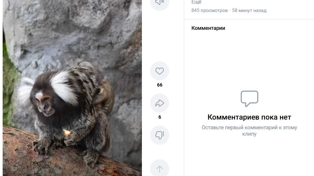 В Ленинградском зоопарке игрунки Лусио и Хельга стали родителями в восьмой раз